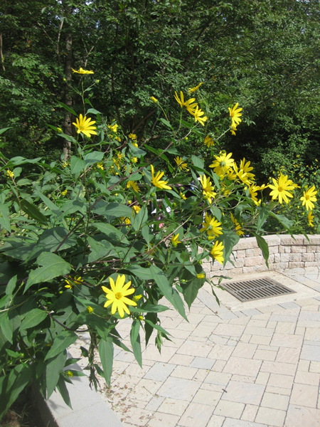 Jerusalem Artichoke (Helianthus tuberosus)