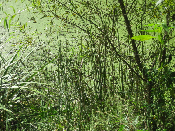 Bulrush (Juncaceae)