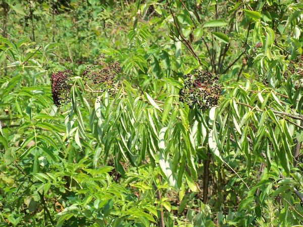 Elderberry (Sambucus)