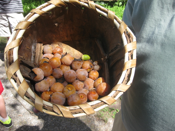 Persimmon (Diospyros Virginiana)