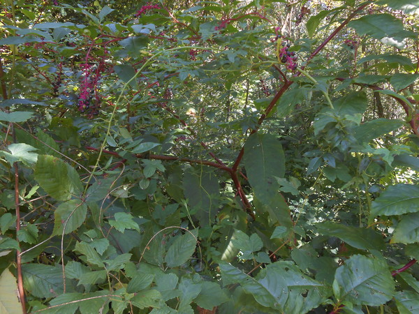 Pokeberry (Phytolacca)