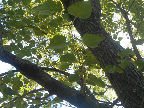 Mulberry (Morus Rubra)