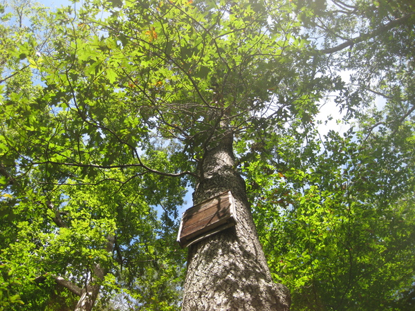 Red Oak (Quercus rubra)