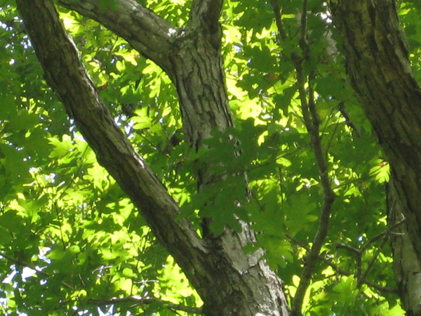 White Oak (Quercus alba)