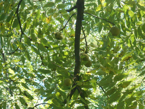 Black Walnut (Juglans nigra)